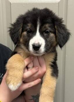 Sadie -  Australian Shepherd Dog for Adoption in Littleton, Colorado - Sadie | PetCurious