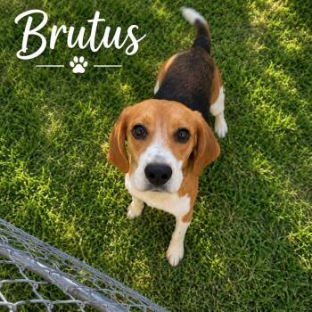 Beagle Dogs Available for Adoption in Boca Raton, Florida - Brutus 6548 | PetCurious