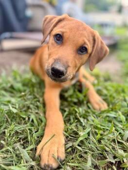 Rusty -  Hound Dog for Adoption in Plainfield, Illinois - Rusty | PetCurious