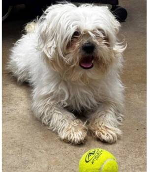 Pippin -  Shih Tzu and Terrier Dog for Adoption in Bloomfield, Connecticut - Pippin | PetCurious