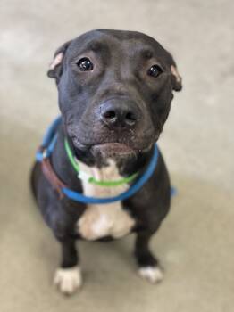 Rescue Pit Bull Terrier and Mixed Breed Dogs for Adoption in Largo, Florida - Sarah | PetCurious