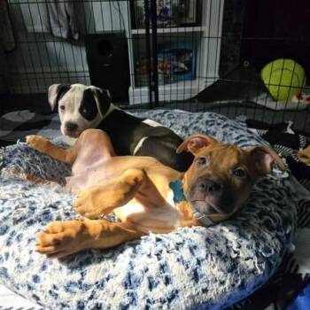 Futbol -  American Bully and Pit Bull Terrier Dog for Adoption in Chicago, Illinois - Futbol | PetCurious