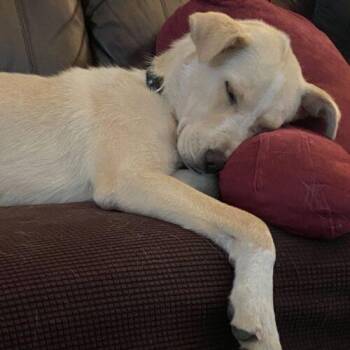 Blanche -  Labrador Retriever and Mixed Breed Dog for Adoption in King City, Ontario - Blanche | PetCurious
