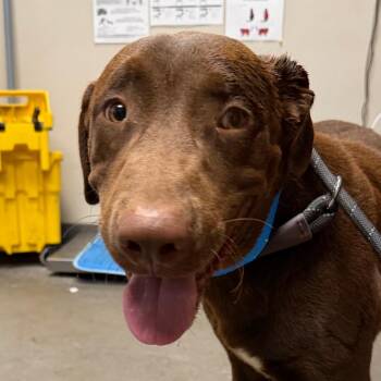 Romeo -  Labrador Retriever and Mixed Breed Dog for Adoption in Yuma, Arizona - Romeo | PetCurious