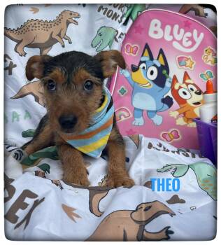 Theo -  Chorkie Dog for Adoption in Sebring, Florida - Theo | PetCurious