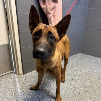 TUSC-Stray-84692 -  Belgian Shepherd Malinois and Mixed Breed Dog for Adoption in Tuscaloosa, Alabama - TUSC-Stray-84692 | PetCurious