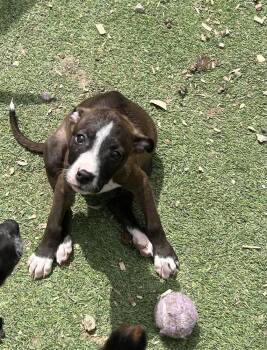 Labrador Retriever and Hound Dogs Available for Adoption in Brownstown, Indiana - Canyon | PetCurious