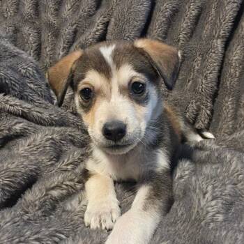 Elowen AL -  Husky and Mixed Breed Dog for Adoption in Austin, Texas - Elowen AL | PetCurious