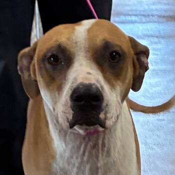 Bella -  Terrier and Labrador Retriever Dog for Adoption in Bronson, Florida - Bella | PetCurious