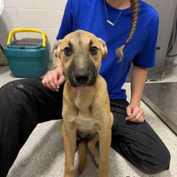 Mixed Breed Dogs Available for Adoption in Englewood, Florida - Shelly | PetCurious
