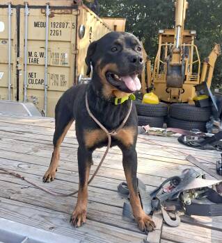 Lilo -  Rottweiler Dog for Adoption in Worcester, Massachusetts - Lilo | PetCurious