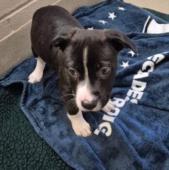 Rescue Pit Bull Terrier Dogs for Adoption in Napa, California - Yoshi | PetCurious