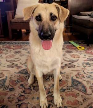 Sable -  Anatolian Shepherd Dog for Adoption in Irwin, Pennsylvania - Sable | PetCurious