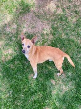 Chihuahua Dogs Available for Adoption in Colorado Springs, Colorado - CHAZ | PetCurious