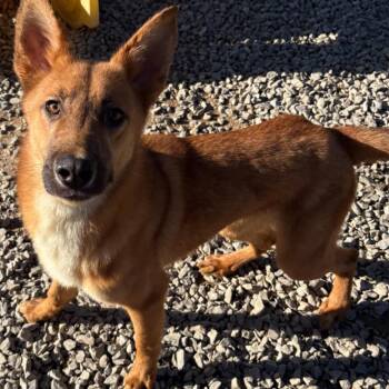Rescue Belgian Shepherd Malinois and German Shepherd Dog Dogs for Adoption in Chuckey, Tennessee - Kovu | PetCurious