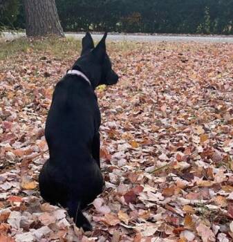 Ellie -  Mixed Breed Dog for Adoption in Hampton, Virginia - Ellie | PetCurious