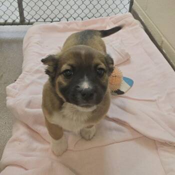 Mixed Breed Dogs Available for Adoption in Hendersonville, North Carolina - Wilmette | PetCurious