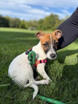 Pippi Longstocking -  Jack Russell Terrier Dog for Adoption in Germantown, Ohio - Pippi Longstocking | PetCurious