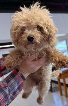 Poodle Dogs Available for Adoption in Thompson Falls, Montana - Joy | PetCurious