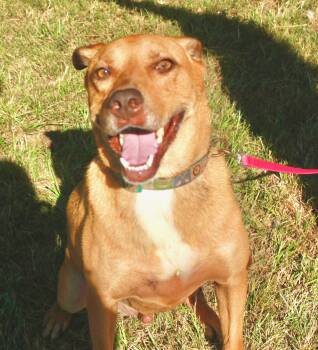 Rescue Yellow Labrador Retriever Dogs for Adoption in Holly Springs, Mississippi - Poodie | PetCurious