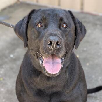 Black Labrador Retriever Dogs Available for Adoption in St. Augustine, Florida - Tucker | PetCurious
