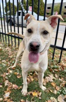 Eva -  Shepherd Dog for Adoption in Buffalo, New York - Eva | PetCurious