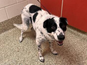 NUDGEZ -  Australian Cattle Dog Blue Heeler and Mixed Breed Dog for Adoption in Colorado Springs, Colorado - NUDGEZ | PetCurious