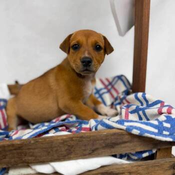 Fergus -  Cattle Dog and Mixed Breed Dog for Adoption - Fergus | PetCurious