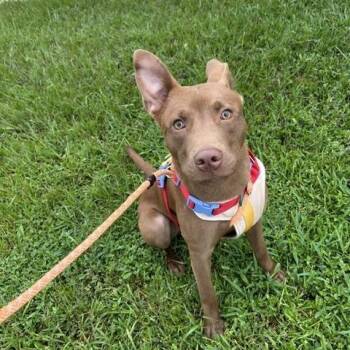 Auston -  Australian Kelpie and Husky Dog for Adoption in South Houston, Texas - Auston | PetCurious