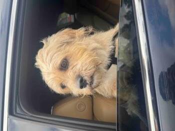 Alecto -  Mixed Breed Dog for Adoption in Chamblee, Georgia - Alecto | PetCurious