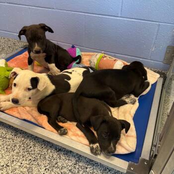 Black Labrador Retriever and Hound Dogs Available for Adoption in Madisonville, Tennessee - Willie | PetCurious