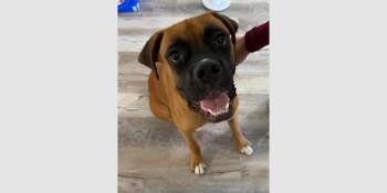 Boxer Dogs Available for Adoption in Hewitt, Texas - Rocky XIII | PetCurious