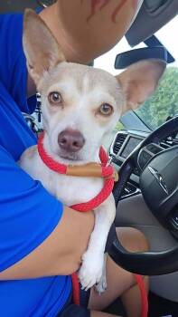 Beba -  Chihuahua Dog for Adoption in Boise, Idaho - Beba | PetCurious