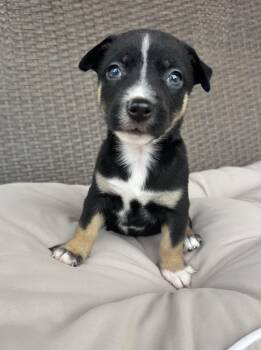 Molly -  Chihuahua Dog for Adoption in Gainesville, Virginia - Molly | PetCurious