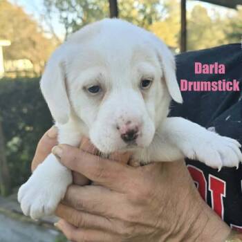 Rescue Mixed Breed Dogs for Adoption in Rockville, Maryland - Darla Drumstick | PetCurious