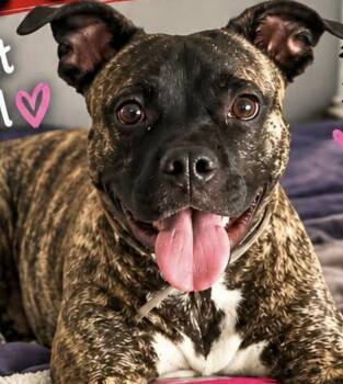 Pepper 2yr - foster or adopt -  Australian Cattle Dog Blue Heeler and French Bulldog Dog for Adoption in Toronto, Ontario - Pepper 2yr - Foster Or Adopt | PetCurious