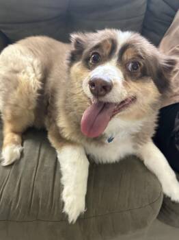 Australian Cattle Dog Blue Heeler Dogs Available for Adoption in The Woodlands, Texas - Rosie | PetCurious