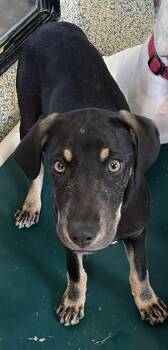 Mixed Breed Dogs Available for Adoption in Stanwood, Washington - Alice | PetCurious