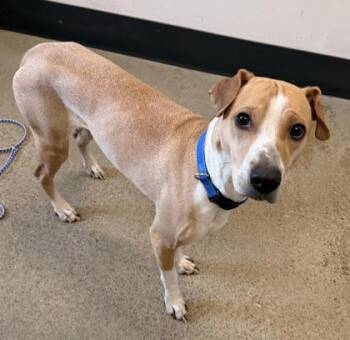 Shar Pei Dogs Available for Adoption - Welch | PetCurious