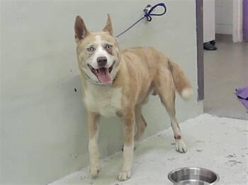 Siberian Husky Dogs Available for Adoption in Houston, Texas - ALEXIO | PetCurious