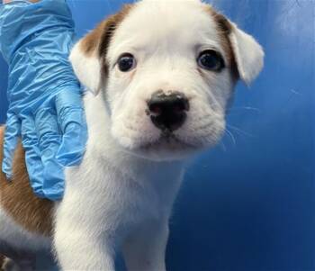 FISH -  Mixed Breed Dog for Adoption in Dallas, Texas - FISH | PetCurious