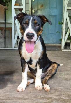 Bocephus -  Mixed Breed Dog for Adoption in Douglas, Massachusetts - Bocephus | PetCurious