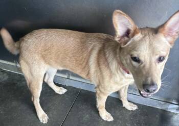 Labrador Retriever and Mixed Breed Dogs Available for Adoption - Cooper | PetCurious