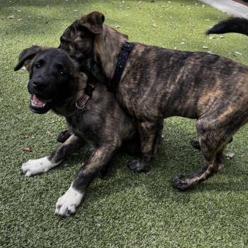 Eep -  Mixed Breed Dog for Adoption in South Burlington, Vermont - Eep | PetCurious