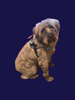 Ollie -  Schnauzer and Havanese Dog for Adoption in Rosenberg, Texas - Ollie | PetCurious