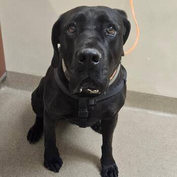 Madison -  Mixed Breed and Boerboel Dog for Adoption in Salt Lake City, Utah - Madison | PetCurious