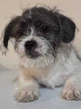 French Bulldog and Yorkshire Terrier Dogs Available for Adoption - Gizmo | PetCurious