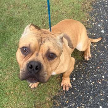Terrier and Mixed Breed Dogs Available for Adoption in Montgomery, Alabama - Aladdin | PetCurious