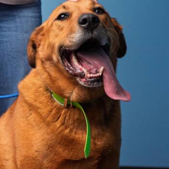 Sadie -  Mixed Breed Dog for Adoption in Idaho Falls, Idaho - Sadie | PetCurious