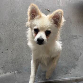 Aquarius A2293213 -  Chihuahua and None Dog for Adoption in Los Angeles, California - Aquarius A2293213 | PetCurious